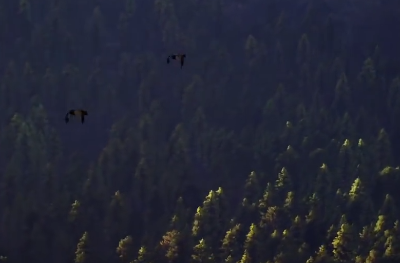 猎人之路可以钓鱼吗 猎人之路钓鱼玩法与技巧全解析