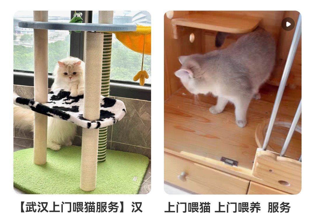 上门喂猫软件排行榜-上门喂猫app哪个好